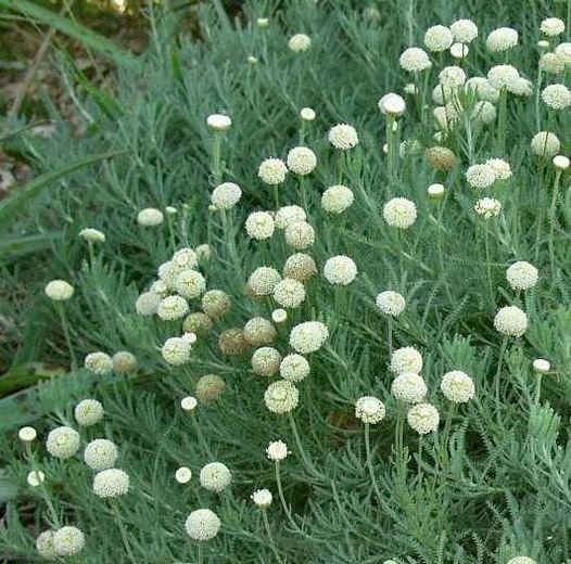 Salad Burnet