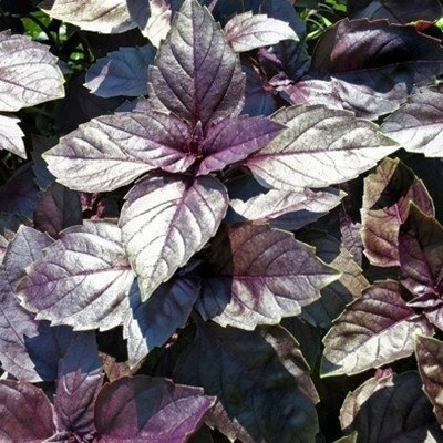 Red Ruby Basil