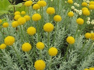 Green Santolina