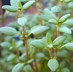 Caraway Thyme