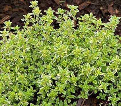 English Thyme