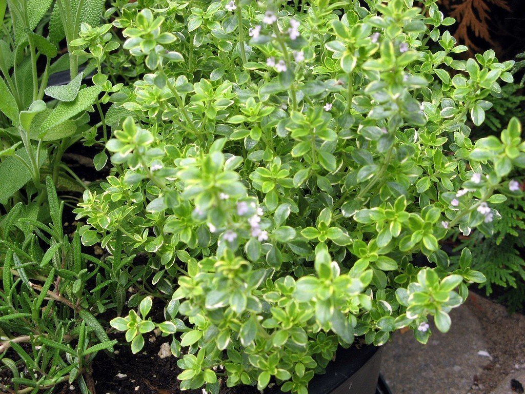 French Thyme