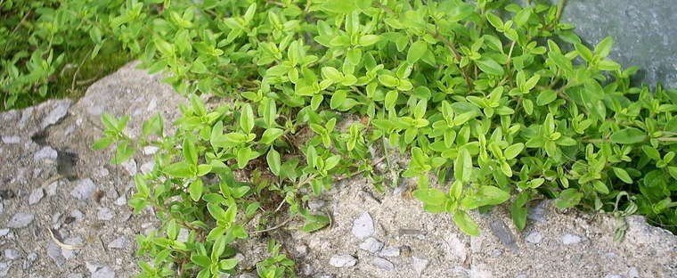 Golden Variegated Lemon Thyme