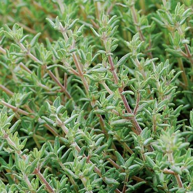 Green Lemon Thyme