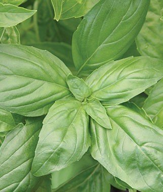 Sweet Italian Large Leaf Basil