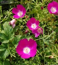 Poppy mallow