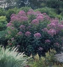 Coastal plain Joe-Pye weed