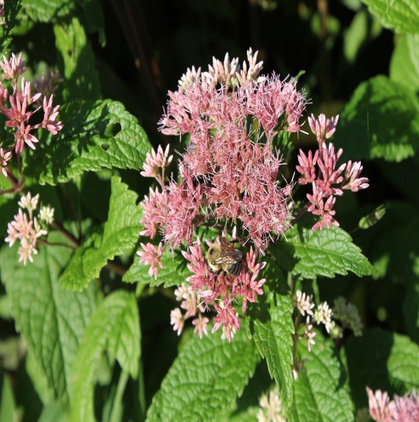 Joe-Pye weed