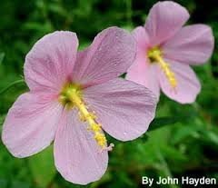 Virginia saltmarsh mallow