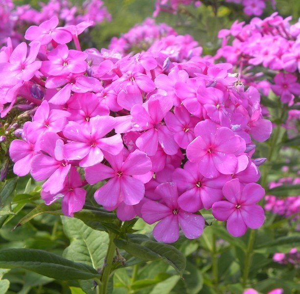 Garden Phlox