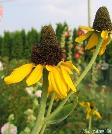 Great coneflower