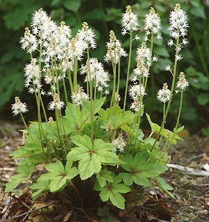 Foamflower