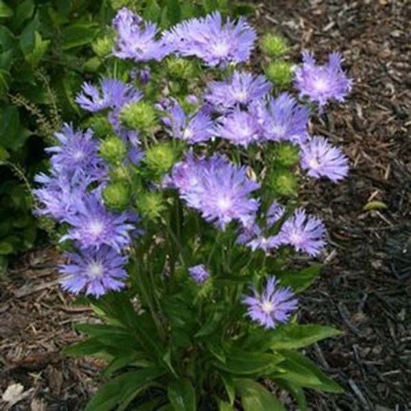 Stokes Aster
