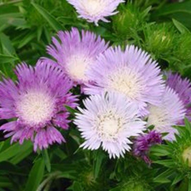 Stokes Aster
