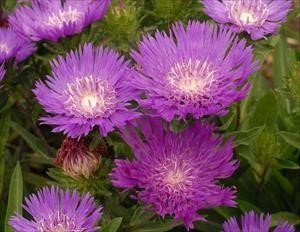 Stokes Aster