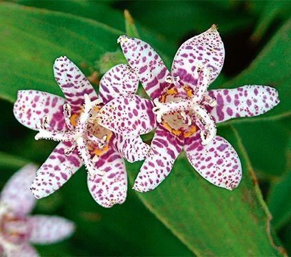 Toad Lily