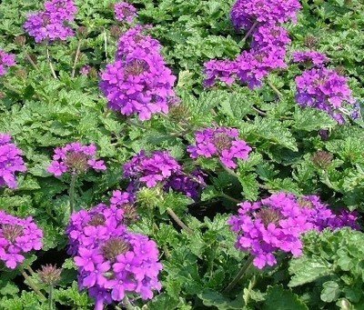 Verbena