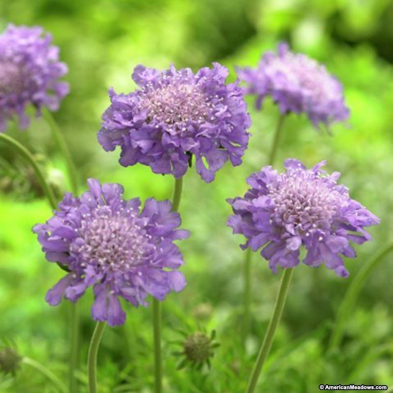 Pincushion flower