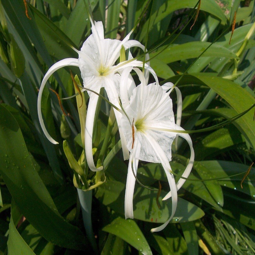 Spider lily