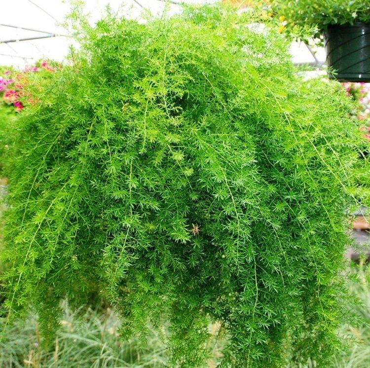 Fern Asparagus fern