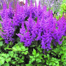 Chinese Astilbe