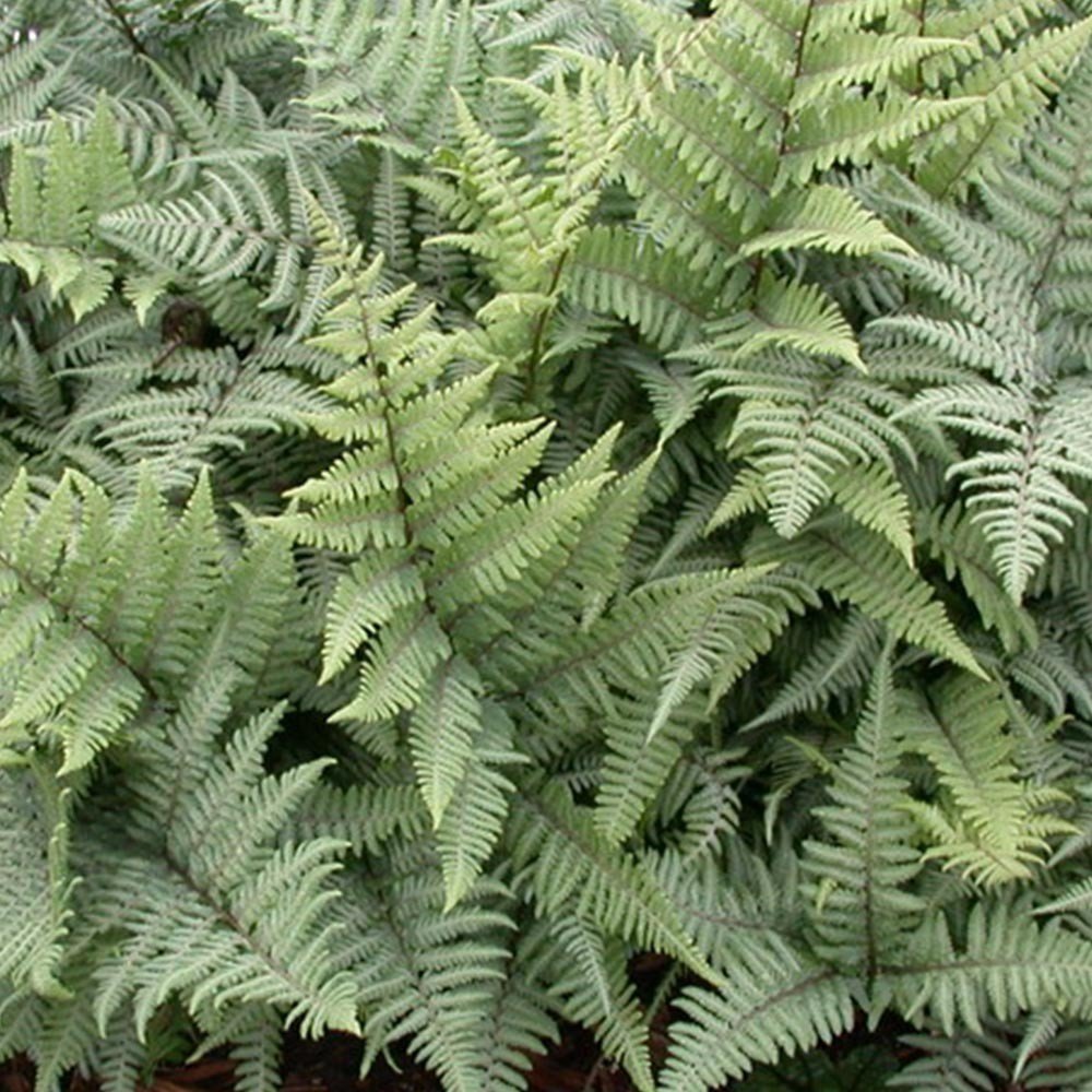 Fern Lady fern