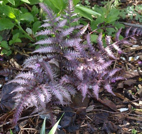 Fern Japanese painted fern
