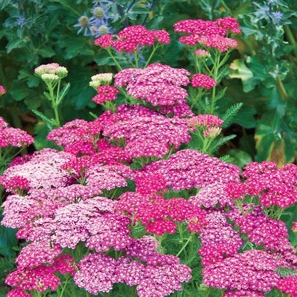 Yarrow