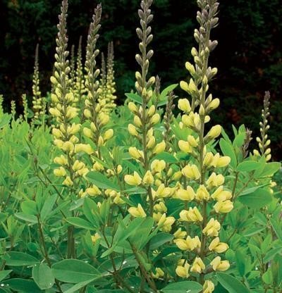 False Indigo
