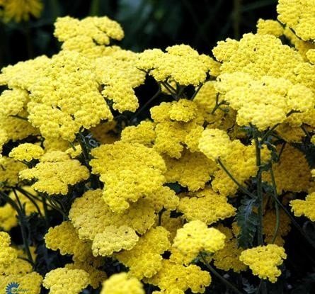 Yarrow