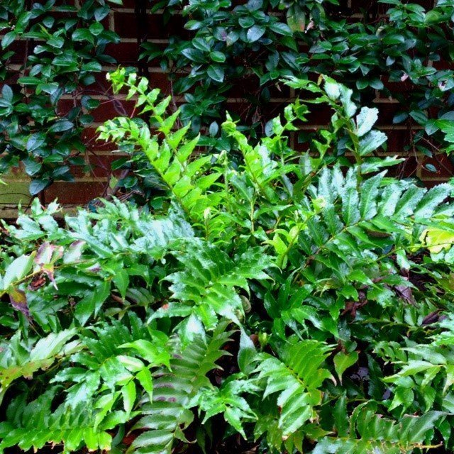 Fern Holly fern