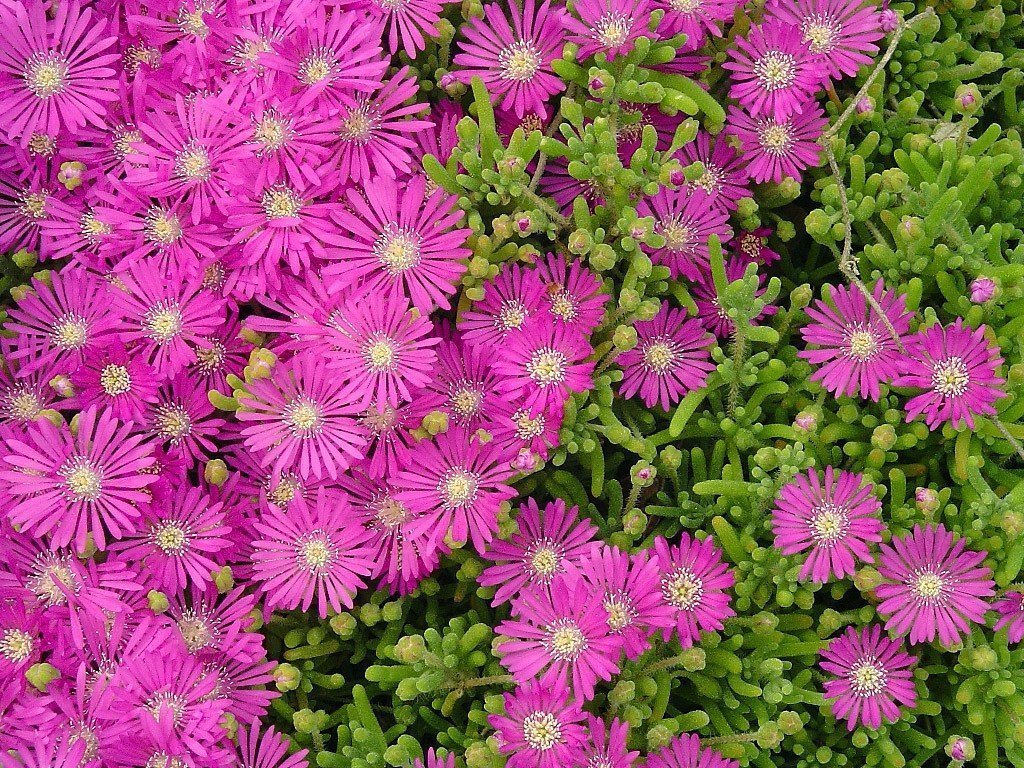 Ice Plant