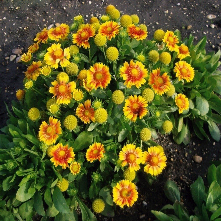 Blanket Flower