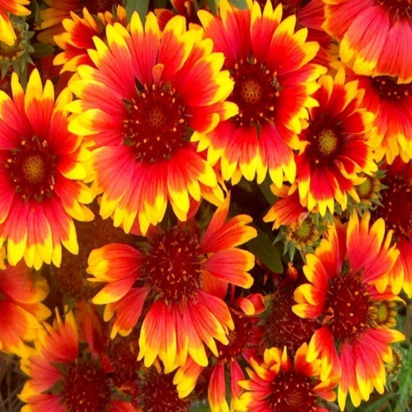 Blanket Flower