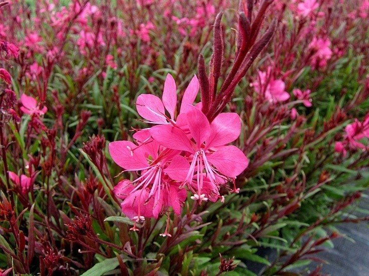 Gaura