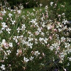 Gaura
