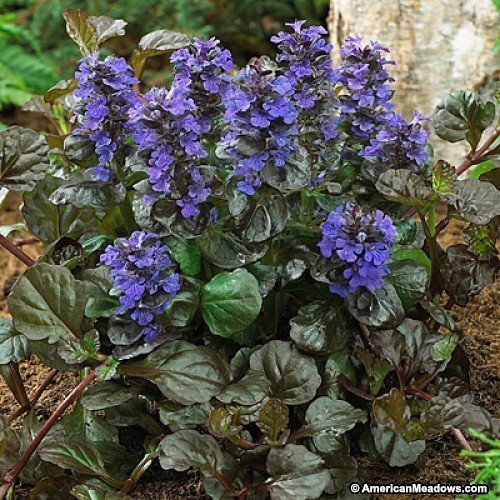 Bugleweed