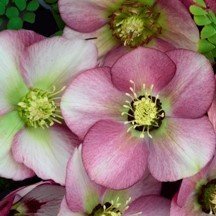 Lenten rose