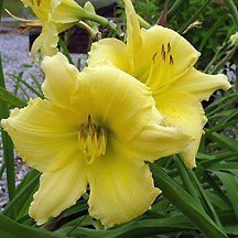 Daylily