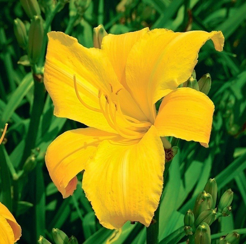 Daylily