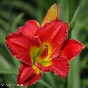 Daylily