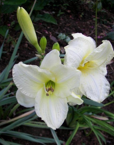 Daylily