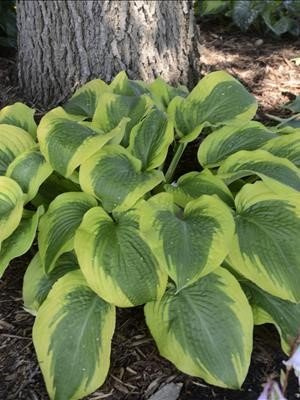 Hosta