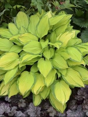 Hosta