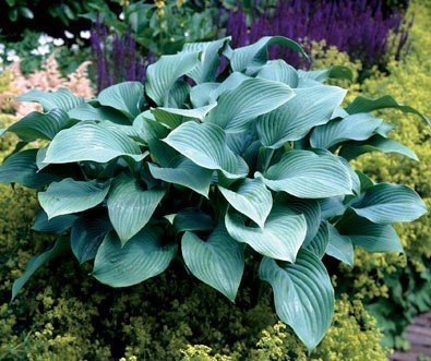 Hosta
