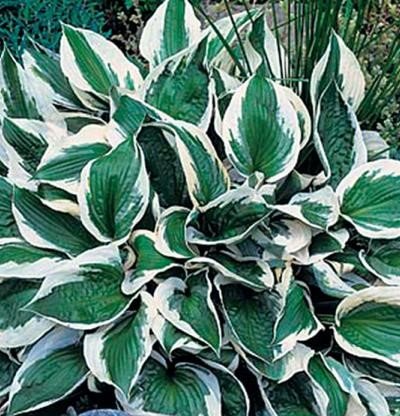 Hosta
