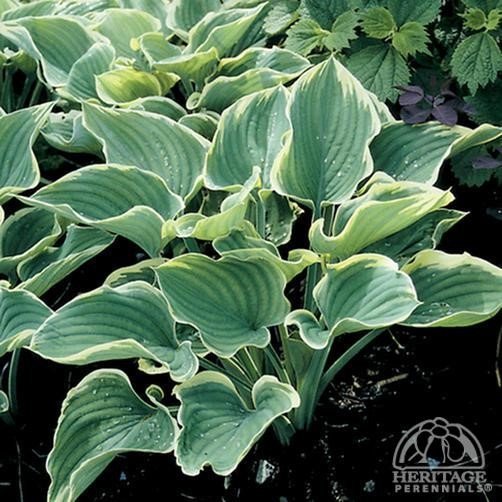 Hosta