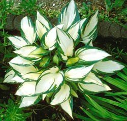 Hosta