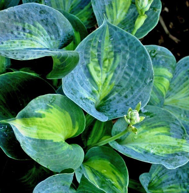 Hosta