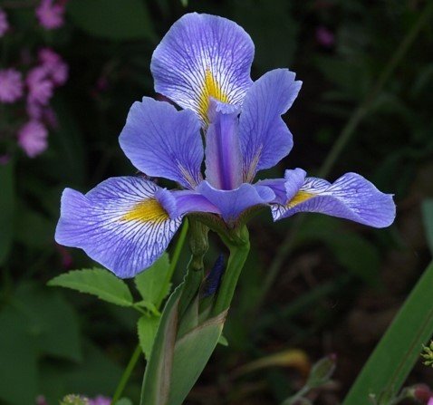 Siberian iris